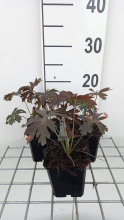 Planten Geranium maculatum 'Espresso'   pot 9x9 cm