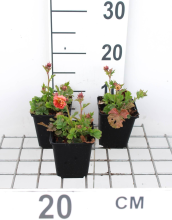 Planten Geum 'Mai Tai'   pot 9x9 cm  
