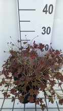 Planten Geranium 'Sanne'   pot 9x9 cm