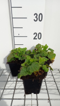 Planten Geum rivale 'Leonard's Variety'   pot 9x9 cm  