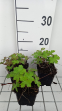 Planten Geranium 'Salomé'   pot 9x9 cm