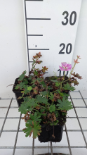 Planten Geranium sanguineum 'Elke'   pot 9x9 cm