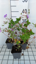 Planten Geranium 'Sylvia's Surprise'   pot 9x9 cm
