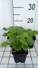 Planten Geum 'MACGEU001'   pot 9x9 cm  