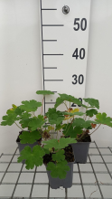 Planten Geranium 'Terre Franche'   pot 9x9 cm