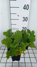Planten Geum rivale 'Tales of Hex'   pot 9x9 cm