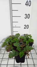 Planten Geum 'Totally Tangerine'   pot 9x9 cm  