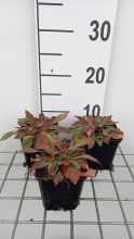 Planten Goniolimon tataricum   pot 9x9 cm