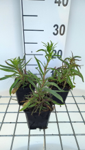Planten Gypsophila paniculata 'Flamingo'   pot 9x9 cm  