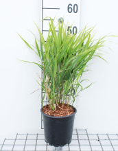 Planten Hakonechloa macra   pot 3L  