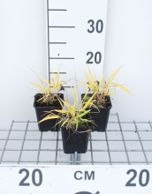 Planten Hakonechloa macra 'All Gold'   pot 9x9 cm  