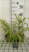 Planten Hakonechloa macra 'Albostriata'   pot 9x9 cm