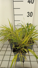 Planten Hakonechloa macra 'Naomi'   pot 9x9 cm