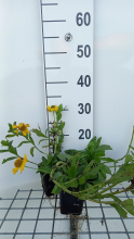 Planten Helenium autumnale 'Pumilum Magnificum'   pot 9x9 cm  