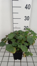 Planten Heuchera sanguinea 'Coral Petite'   pot 9x9 cm