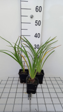Planten Hemerocallis 'El Desperado'   pot 9x9 cm
