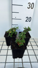 Planten Helianthemum 'Elfenbeinglanz'   pot 9x9 cm