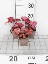 Planten Heuchera 'Fire Alarm'   pot 9x9 cm
