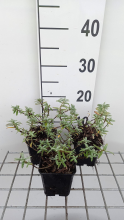 Planten Helianthemum 'Fire Dragon'   pot 9x9 cm