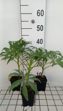 Planten Helleborus foetidus 'Ruth'   pot 9x9 cm