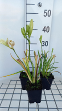 Planten Hemerocallis 'Gentle Shepherd'   pot 9x9 cm