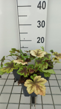 Planten x Heucherella 'Golden Zebra'   pot 9x9 cm