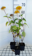 Planten Heliopsis helianthoides 'Goldgefieder'   pot 9x9 cm  