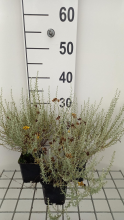Planten Helichrysum italicum subsp. Microphyllum   pot 9x9 cm  