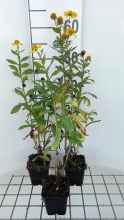 Planten Helenium 'Kanaria'   pot 9x9 cm  