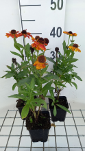 Planten Helenium 'Helbro' (Mardi Gras)   pot 9x9 cm