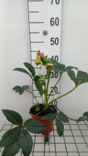 Planten Helleborus x nigercors 'Candy Love'   pot 9x9 cm