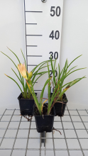 Planten Hemerocallis 'On And On'   pot 9x9 cm