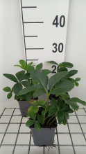 Planten Helleborus orientalis 'Double Ellen Red'   pot 9x9 cm  