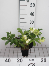 Planten Helleborus orientalis 'Double Ellen White'   pot 9x9 cm  