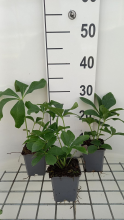 Planten Helleborus orientalis 'Double Ellen Pink Spotted'   pot 9x9 cm  