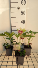 Planten Helleborus orientalis 'Pretty Ellen Red'   pot 9x9 cm