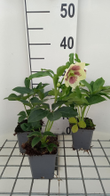 Planten Helleborus orientalis 'Pretty Ellen White'   pot 9x9 cm