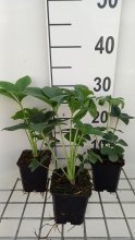 Planten Helleborus orientalis 'Pink Lady'   pot 9x9 cm