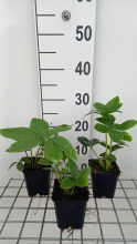 Planten Helleborus orientalis 'Yellow Lady'   pot 9x9 cm