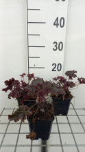 Planten Heuchera 'Purple Petticoats'   pot 9x9 cm