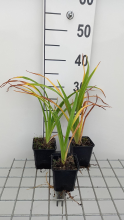 Planten Hemerocallis 'Painted Trillium'   pot 9x9 cm