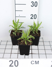 Planten Helenium 'Rubinzwerg'   pot 9x9 cm  