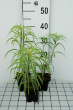 Planten Helianthus salicifolius   pot 9x9 cm  