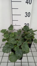 Planten Heuchera sang. 'Ruby Bells'   pot 9x9 cm