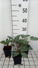 Planten Helleborus x sternii   pot 9x9 cm  