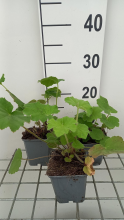 Planten Heuchera villosa var. Macrorrhiza   pot 9x9 cm  
