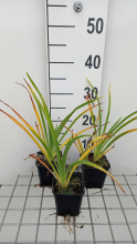 Planten Hemerocallis 'White Temptation'   pot 9x9 cm