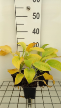 Planten Hosta 'August Moon'   pot 9x9 cm