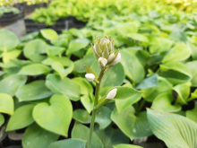 Planten Hosta 'Bressingham Blue'   pot 9x9 cm