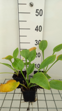 Planten Hosta 'Blue Umbrellas'   pot 9x9 cm
